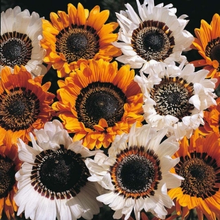 Венидиум Смесь Зулу