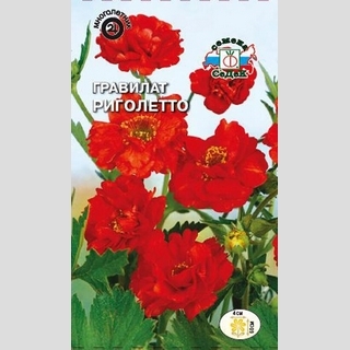 Гравилат Риголетто чилийский