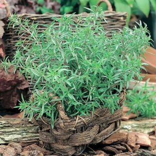 Чабер Перечный аромат