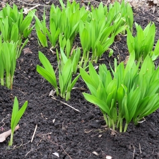 Черемша алтайская