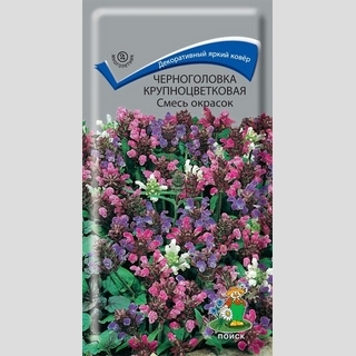 Черноголовка крупноцветковая