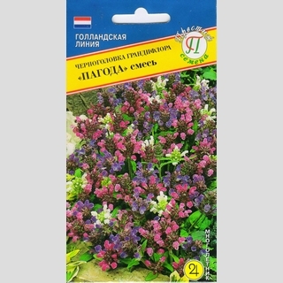 Черноголовка крупноцветковая