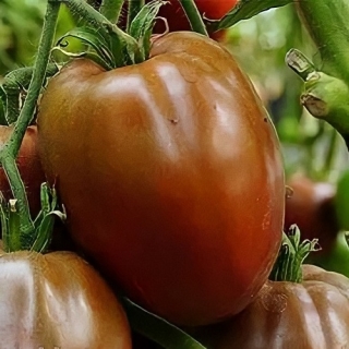 Томат Черное сердце Америки