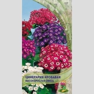 Цинерария кровавая Высокорослая смесь