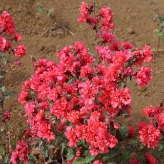 Кларкия Бриллиант (изящная)