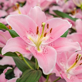 Лилия Компаньон