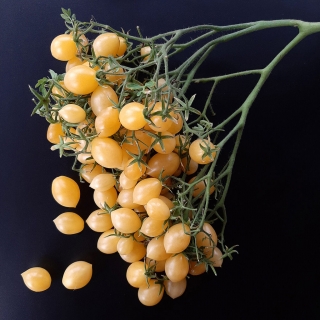 Томат Сумасшедшие вишни Барри