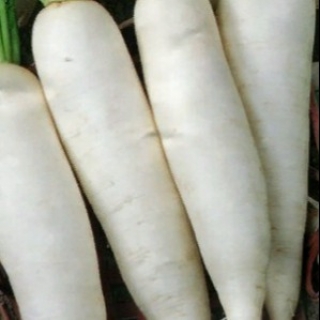 Дайкон Дракон