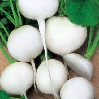 Дайкон Саша