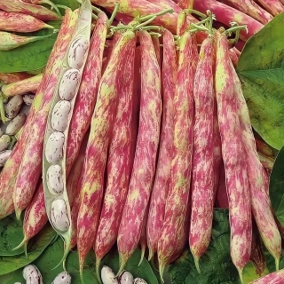 Фасоль Далмация