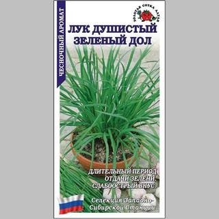 Лук Зеленый Дол душистый