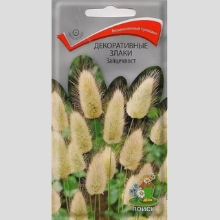 Декоративные злаки Зайцехвост