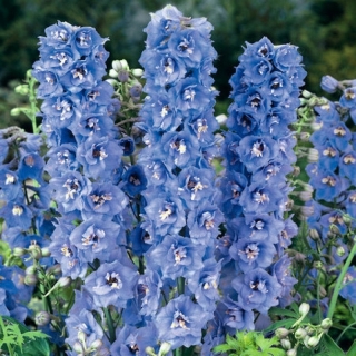 Дельфиниум Летнее небо