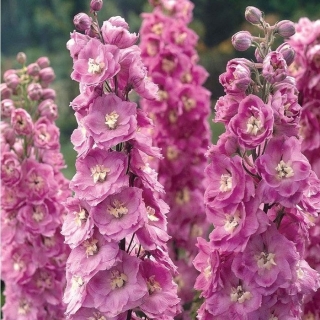 Дельфиниум Царский розовый с белым глазком