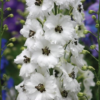 Дельфиниум Царский Белоснежный с чёрным глазком