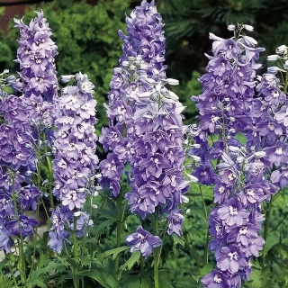 Дельфиниум Мэджик Фонтэйнс Лавендер Вайт Би