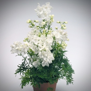 Дельфиниум Круиз Вайт (Семена Профи)