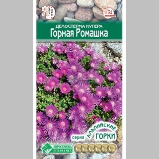 Делосперма купера Горная ромашка