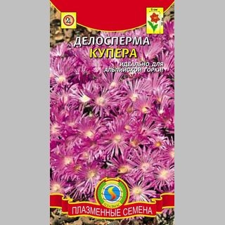 Делосперма Купера