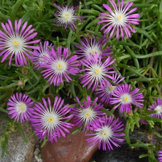 Делосперма Огни большого города