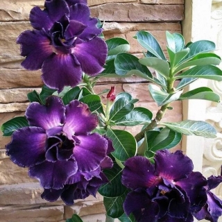 Адениум Triple Magenta (тучный) (большой пакет)