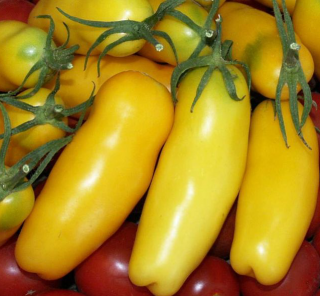 Томат Жигало Желтый (большой пакет)