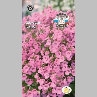 Диасция Бася