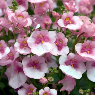 Диасция Бася