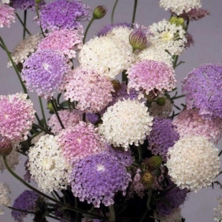 Дидискус Легкое Кружево