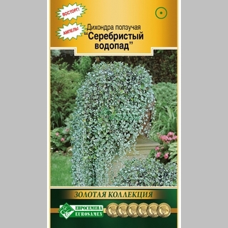 Дихондра Серебристый водопад