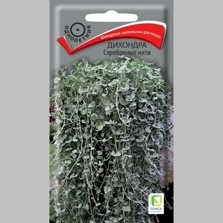 Дихондра Серебряные нити