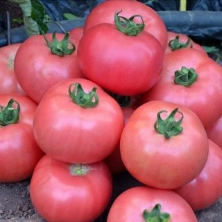 Томат Эгейский Розовый (Ege Pembesi) (большой пакет)