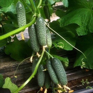 Огурец Диригент F1