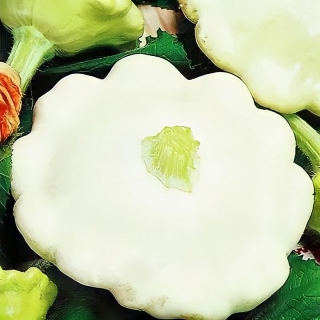 Патиссон Диск