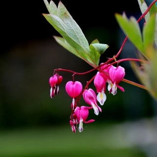 Дицентра Розовые бубенцы великолепная