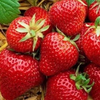 Земляника Диво дивное ремонтантная (большой пакет)