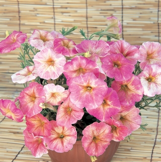 Петуния Дольче Фраголино