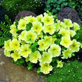 Петуния Дольче Лимонселло