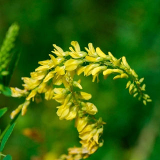 Донник Утренняя заря желтый