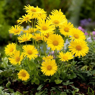 Дороникум Ориентале