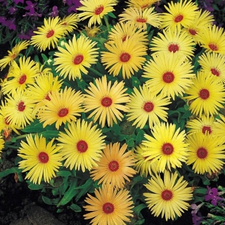 Доротеантус Еллоу (маргаритковидный)