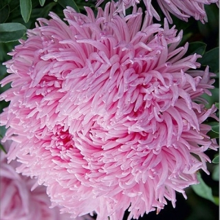 Астра Дракон селект Сальмон Пинк