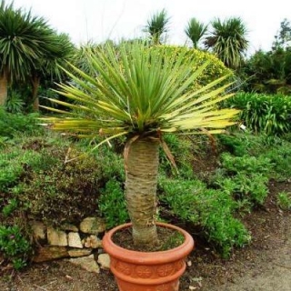 Драцена Драконово Дерево