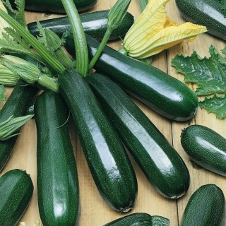 Кабачок Дракоша