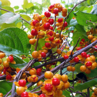 Древогубец угловатый (большой пакет)