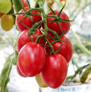 Томат ДРК 936 F1 (Monsanto Ip Management B.V.)