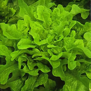 Салат Дубрава