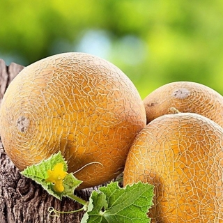 Дыня Айкидо F1 (Саката)