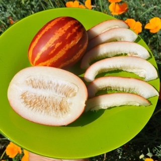 Дыня-малышка Ананасная (большой пакет)