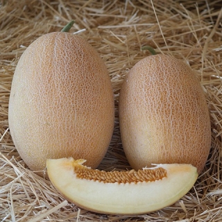 Дыня Оксана F1 (Энза Заден)